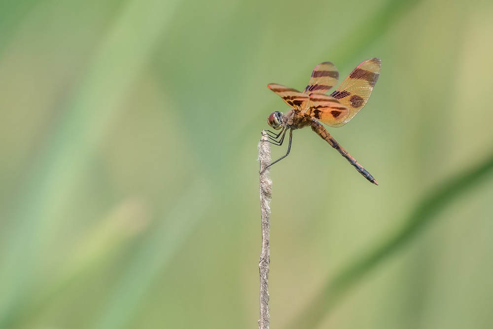 _DSC9002-Edit-2.jpg