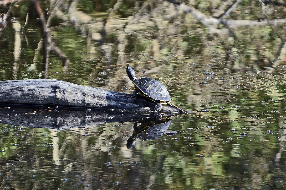 _DSC9013.jpg
