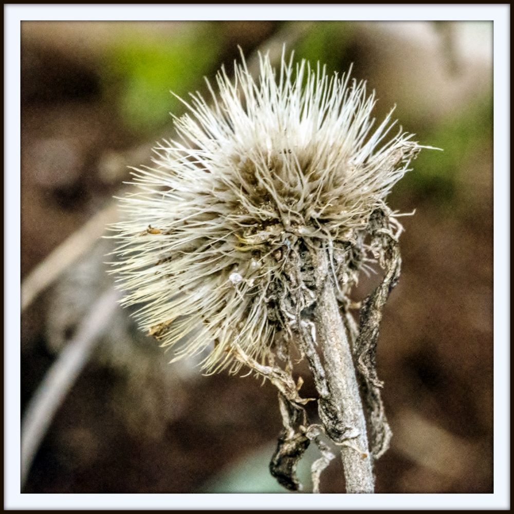 _DSC9038.jpg