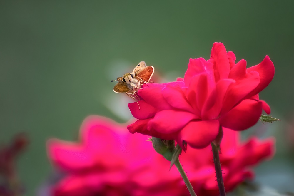 _DSC9060-Edit-2.jpg