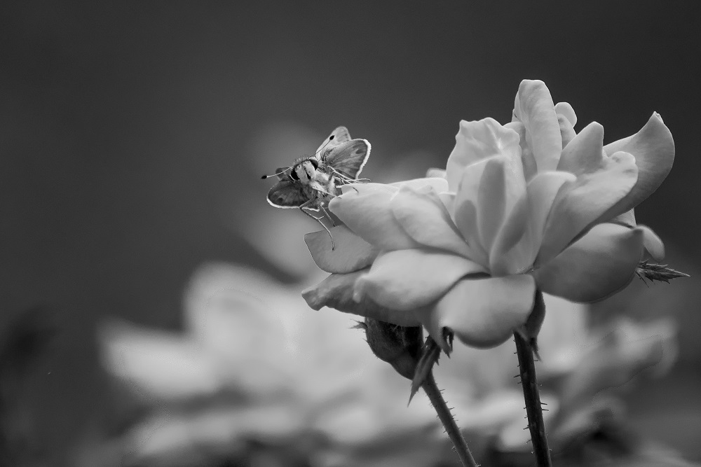 _DSC9060-Edit.jpg