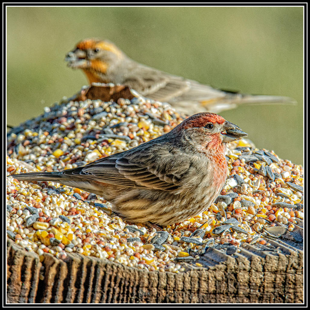 _DSC9071-Edit.jpg