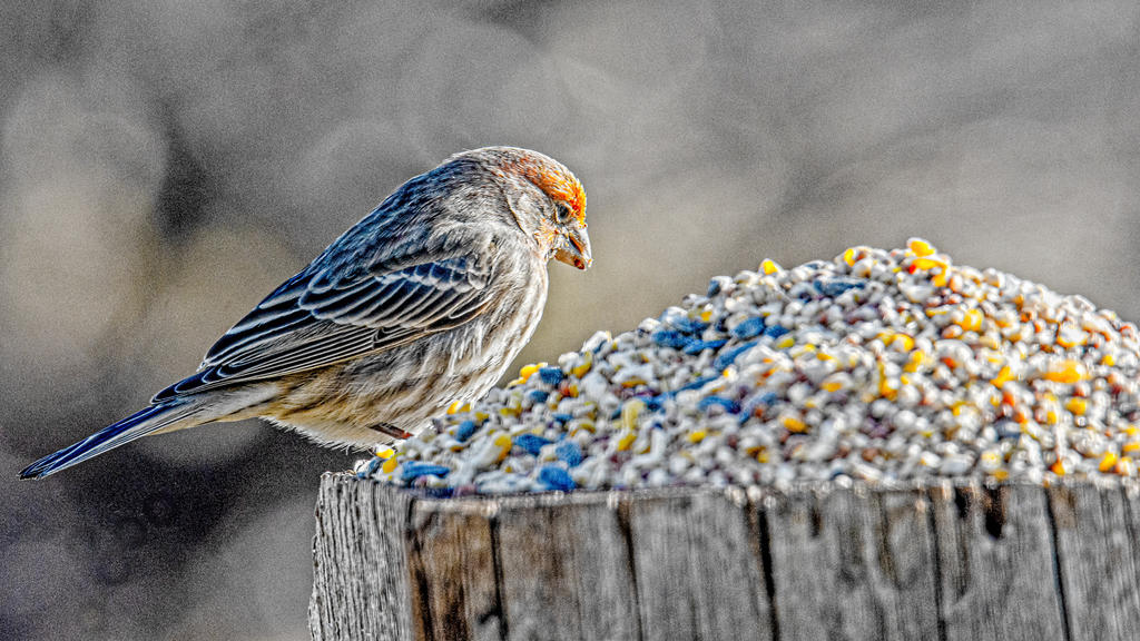_DSC9133-Edit.jpg