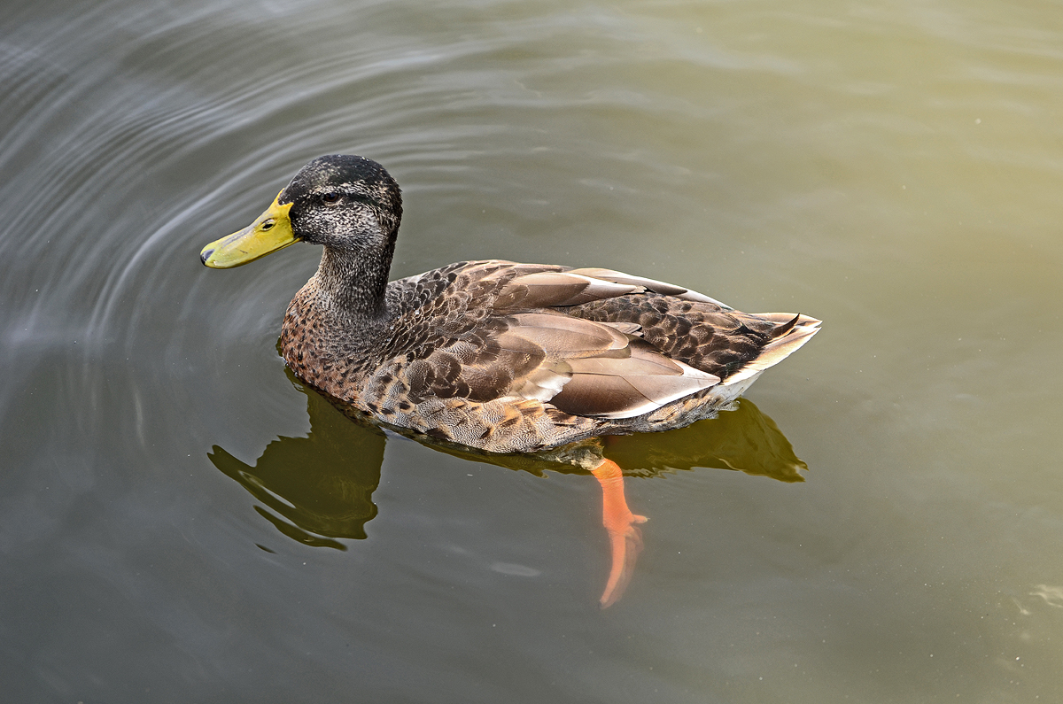 _DSC9229.jpg