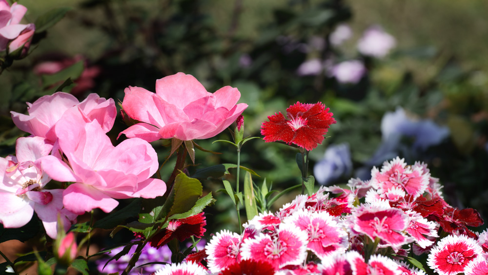 _DSC9297-Edit-Edit.jpg