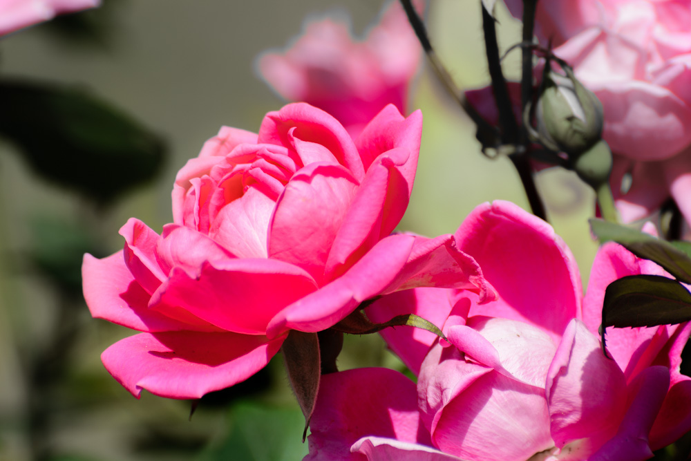 _DSC9303-Edit.jpg