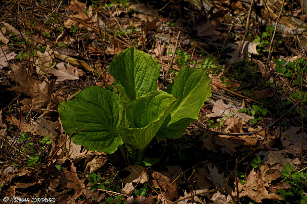 _DSC9349.jpg