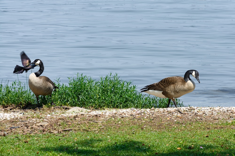 _DSC9393-Edit.jpg