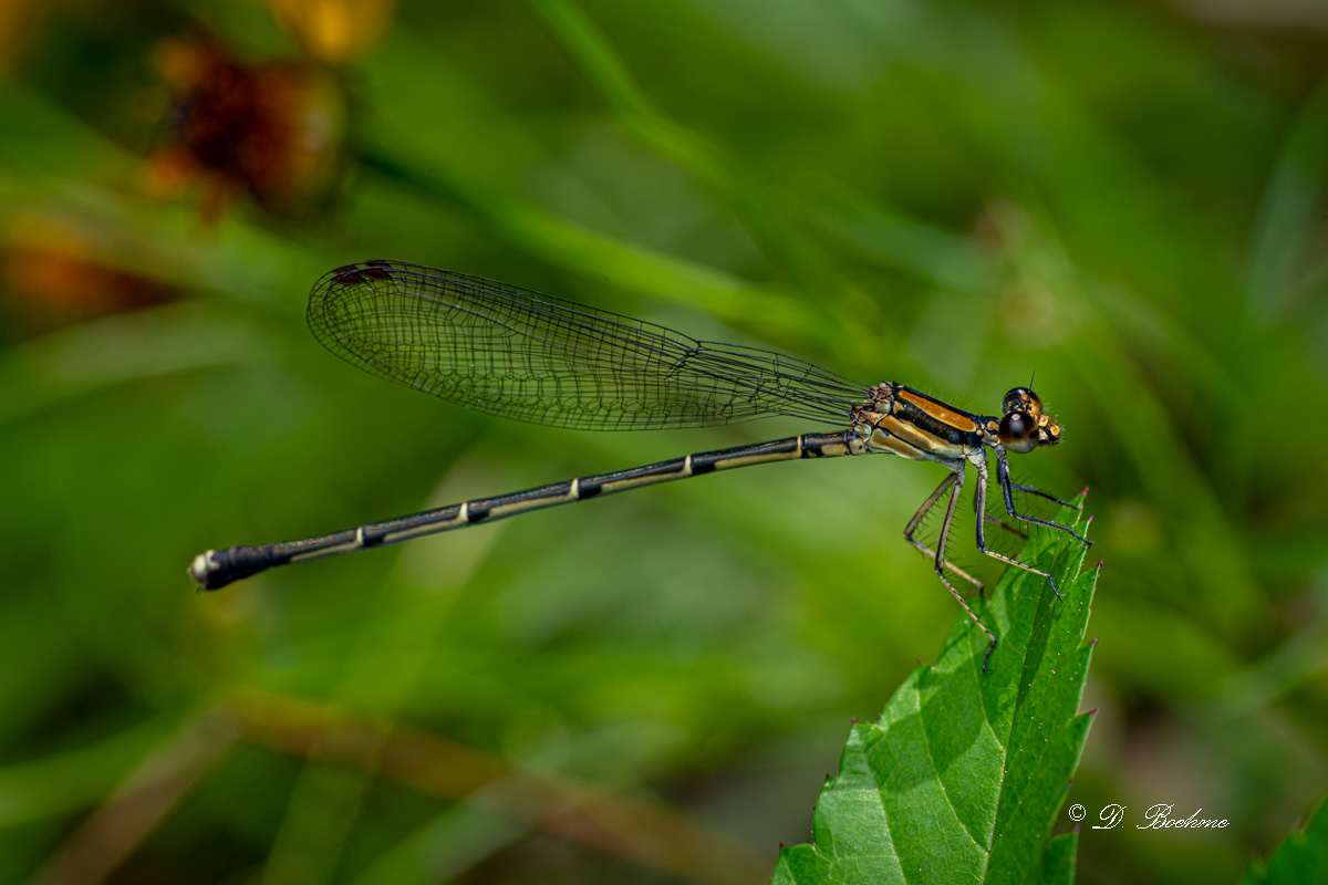 _DSC9413-2.jpg