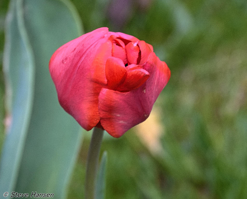 _DSC9452.jpg