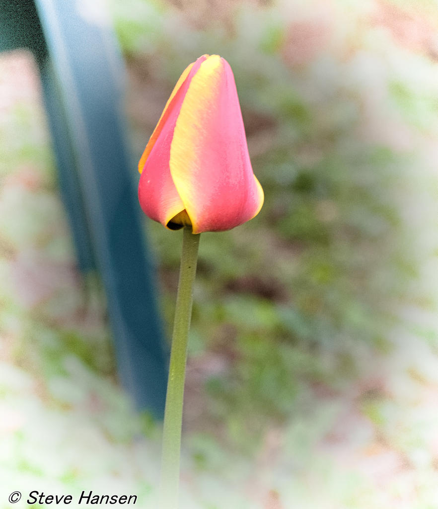 _DSC9454.jpg