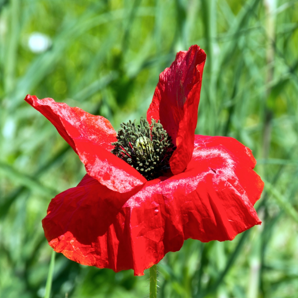 _DSC9511.jpg