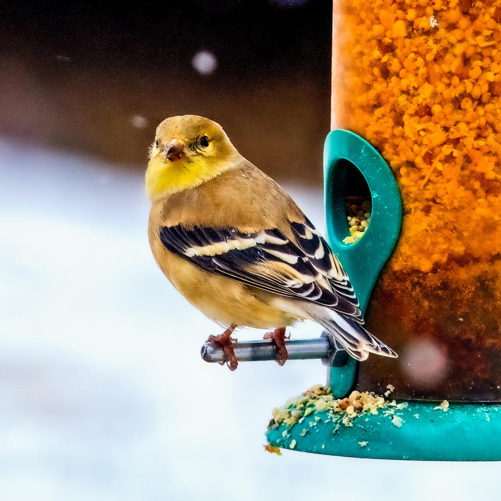 _DSC9530-Edit.jpg