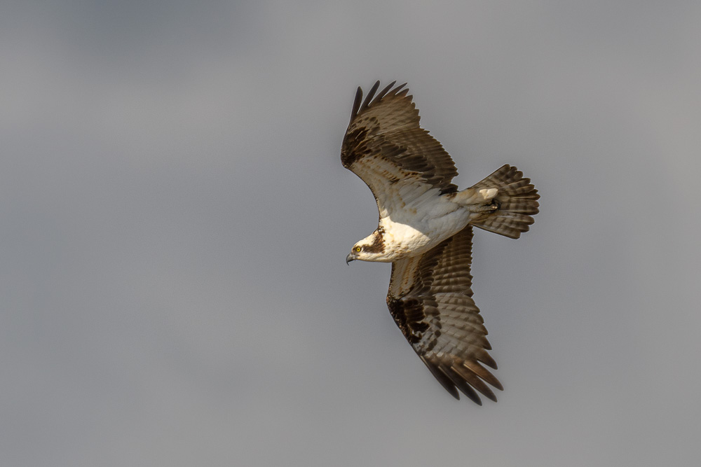 _DSC9534-Edit.jpg