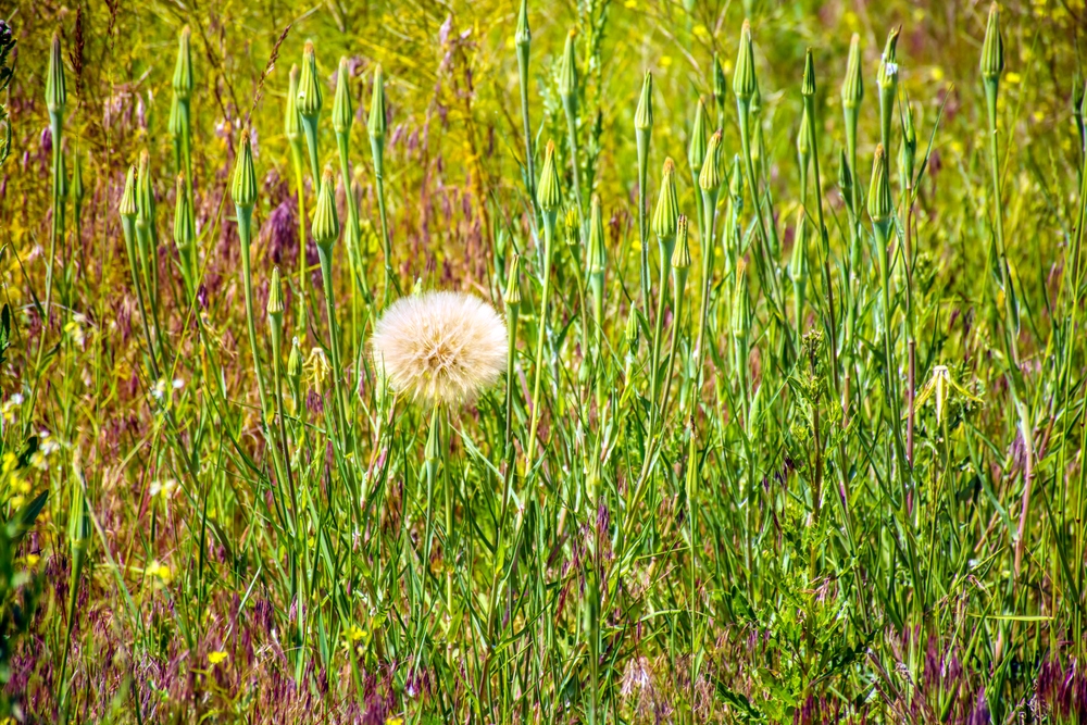 _DSC9554.jpg