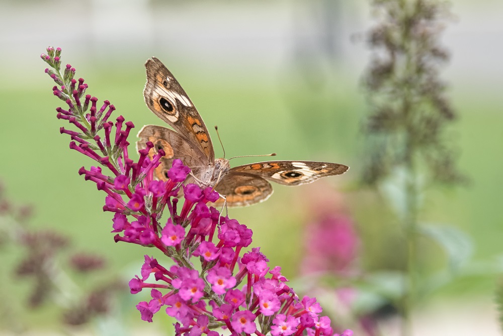 _DSC9567-Edit.jpg