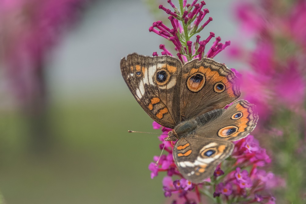 _DSC9576-Edit.jpg