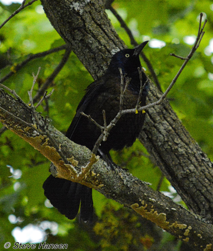 _DSC9608.jpg
