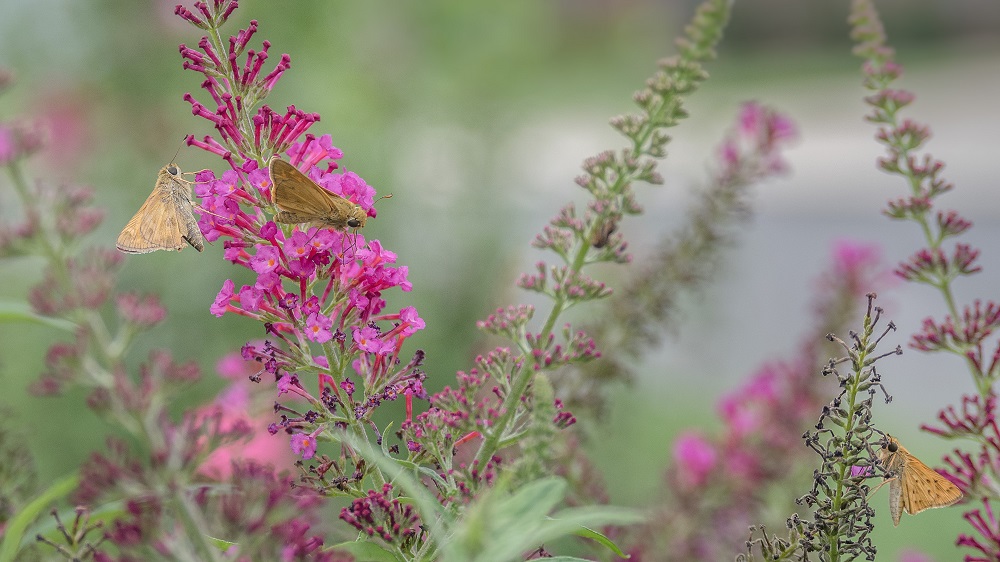 _DSC9646-Edit-2.jpg
