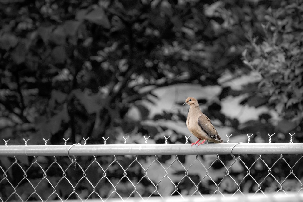 _DSC9724-Edit.jpg