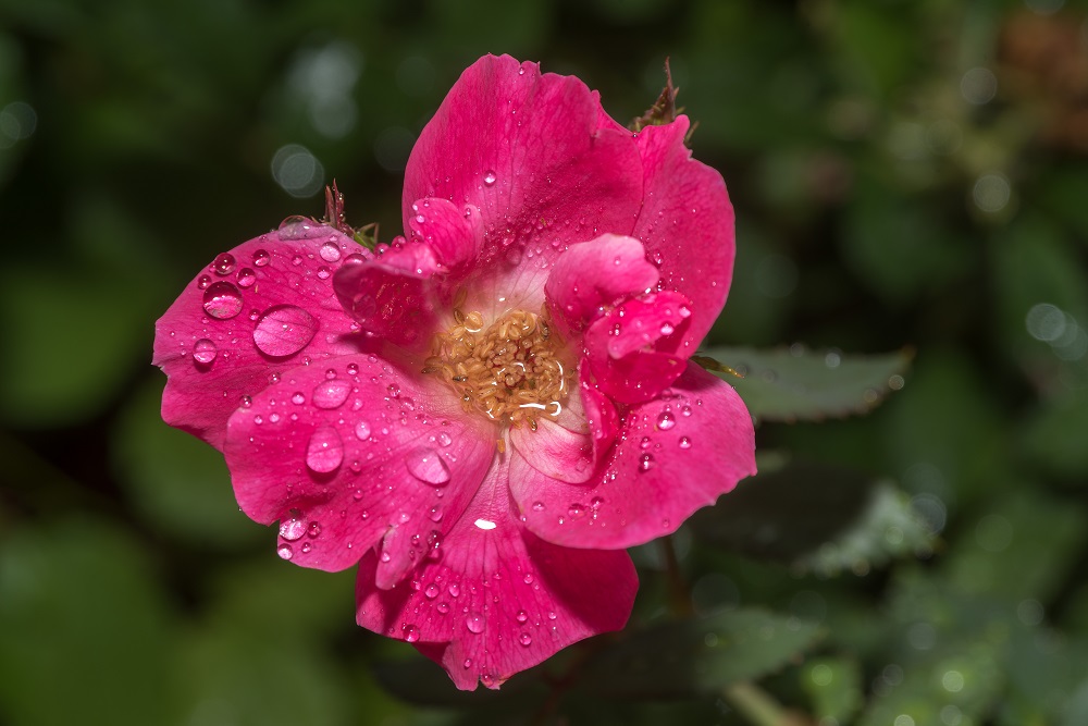 _DSC9752-Edit.jpg