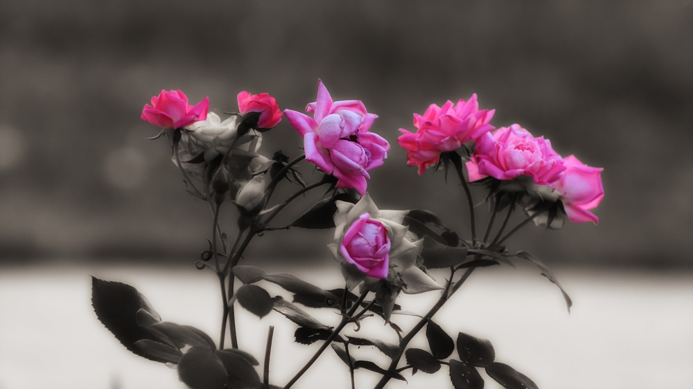 _DSC9770-Edit-2.jpg