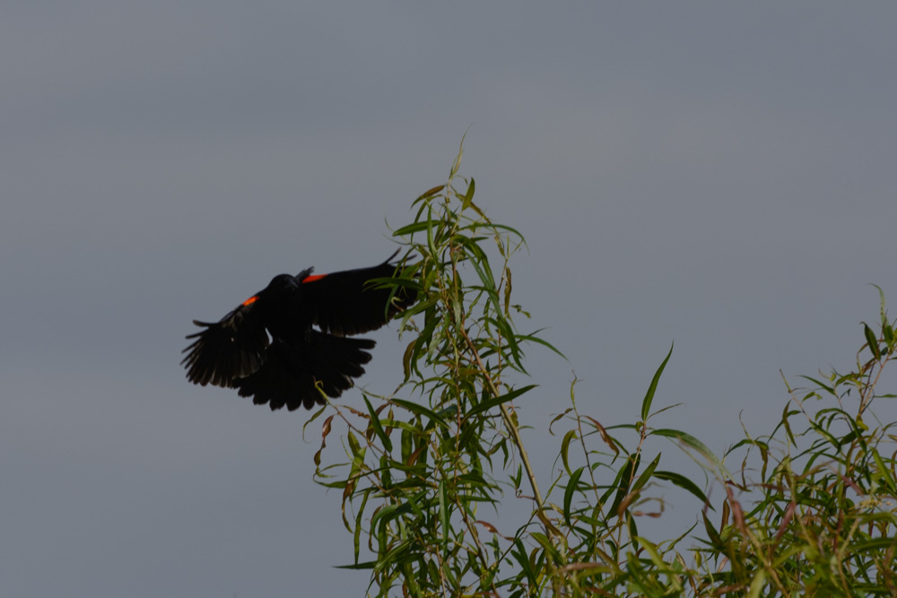 _DSC9878.jpg