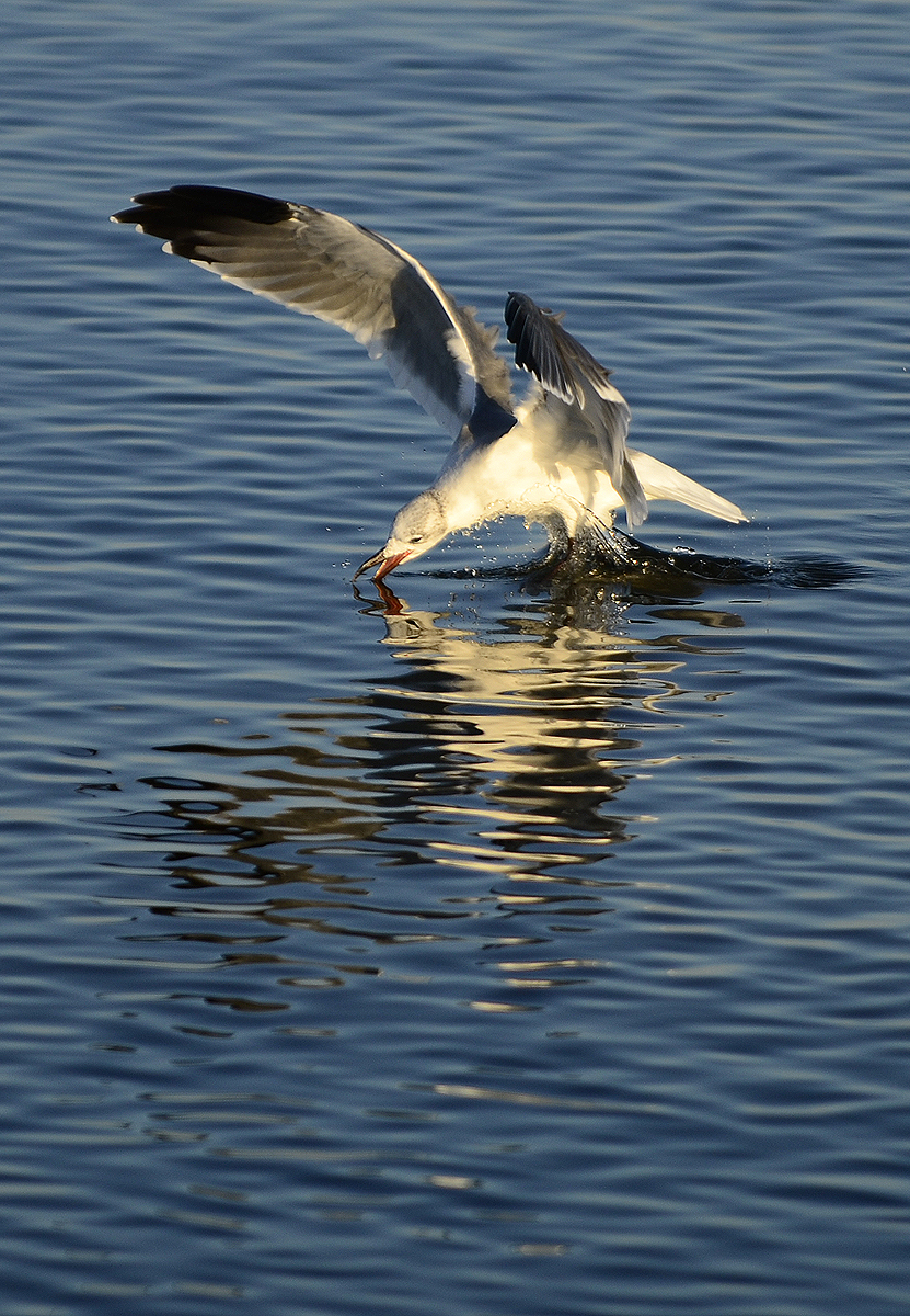 _DSC9896.jpg