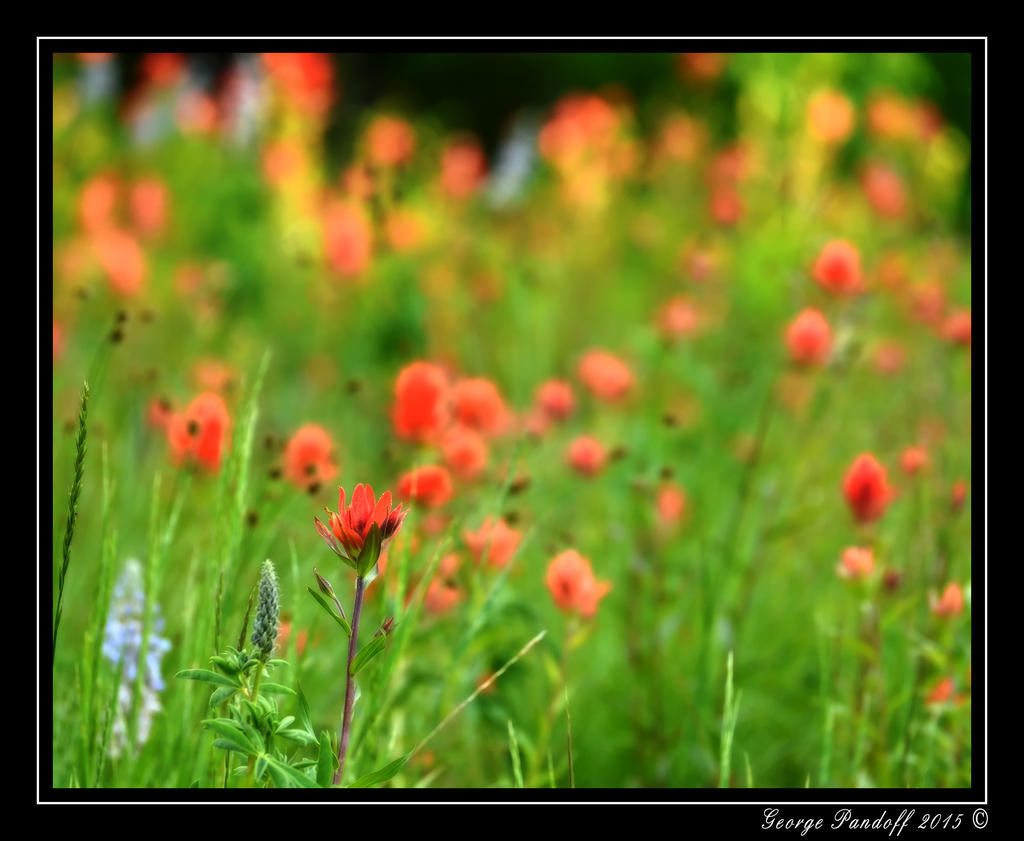 _DSC_3142.jpg