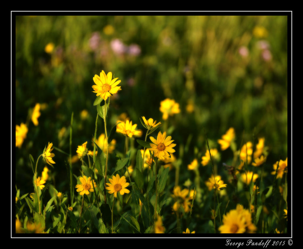 _DSC_3153.jpg