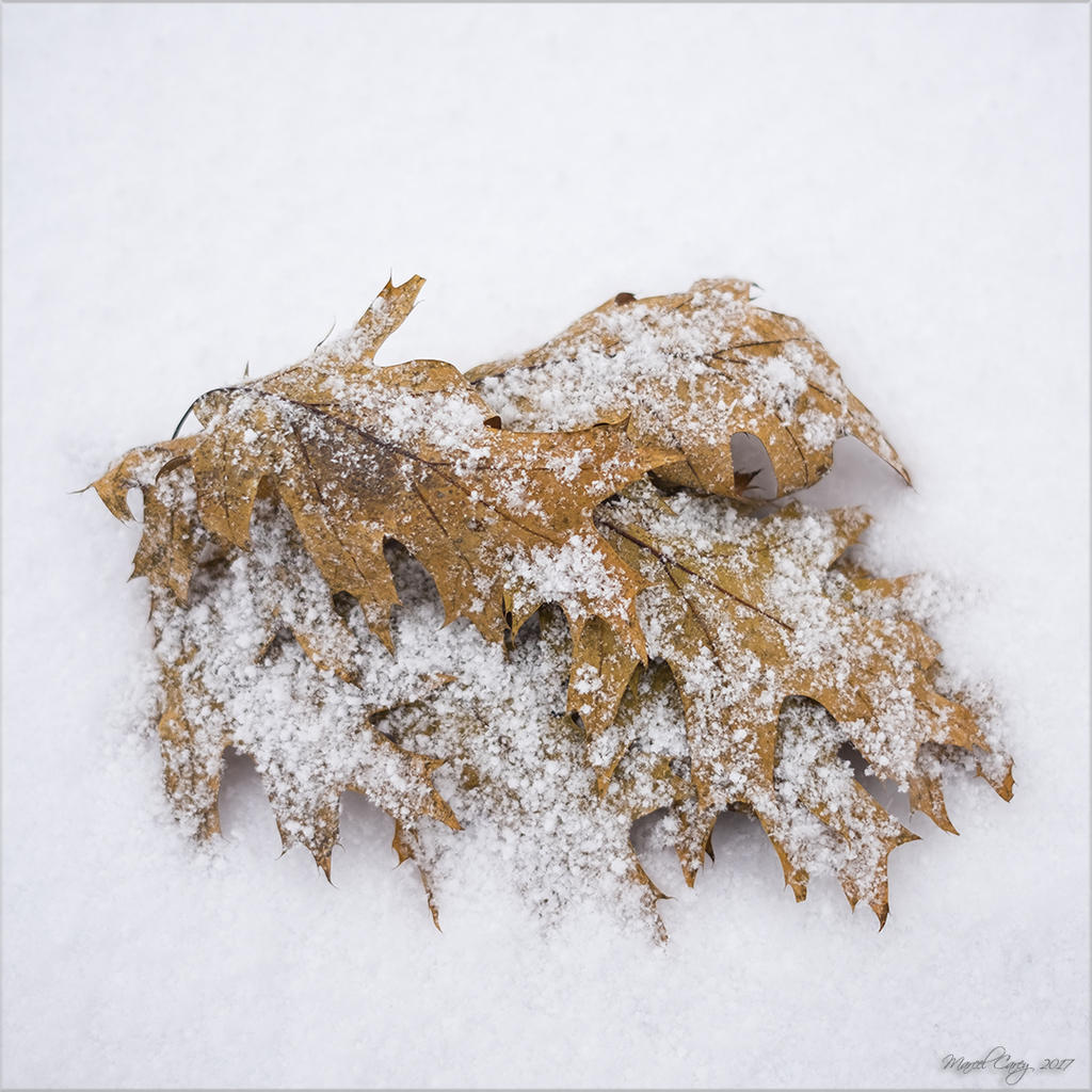 _DSF4462-2.jpg