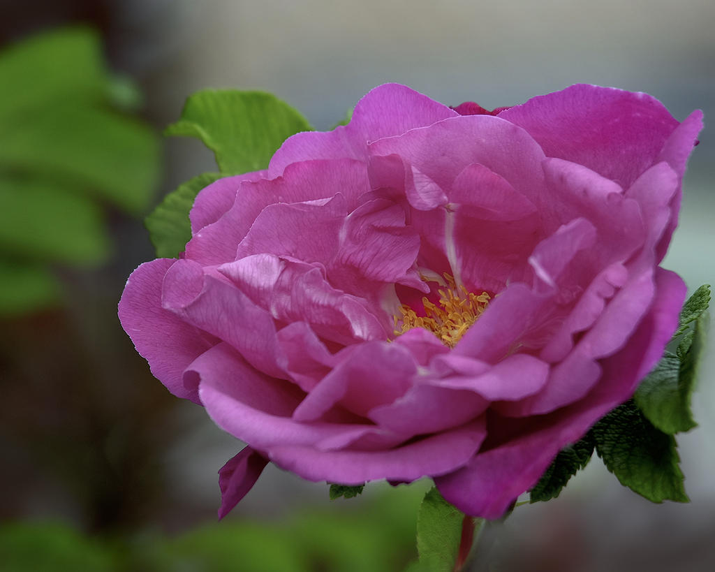 _DSF5332 - copie.jpg