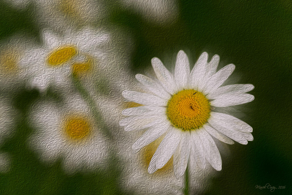 _DSF6458.jpg