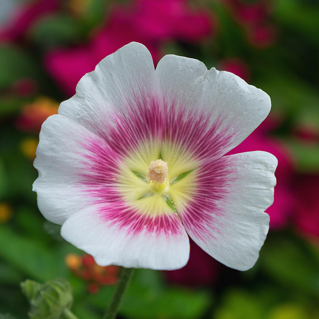 _DSF6870.jpg
