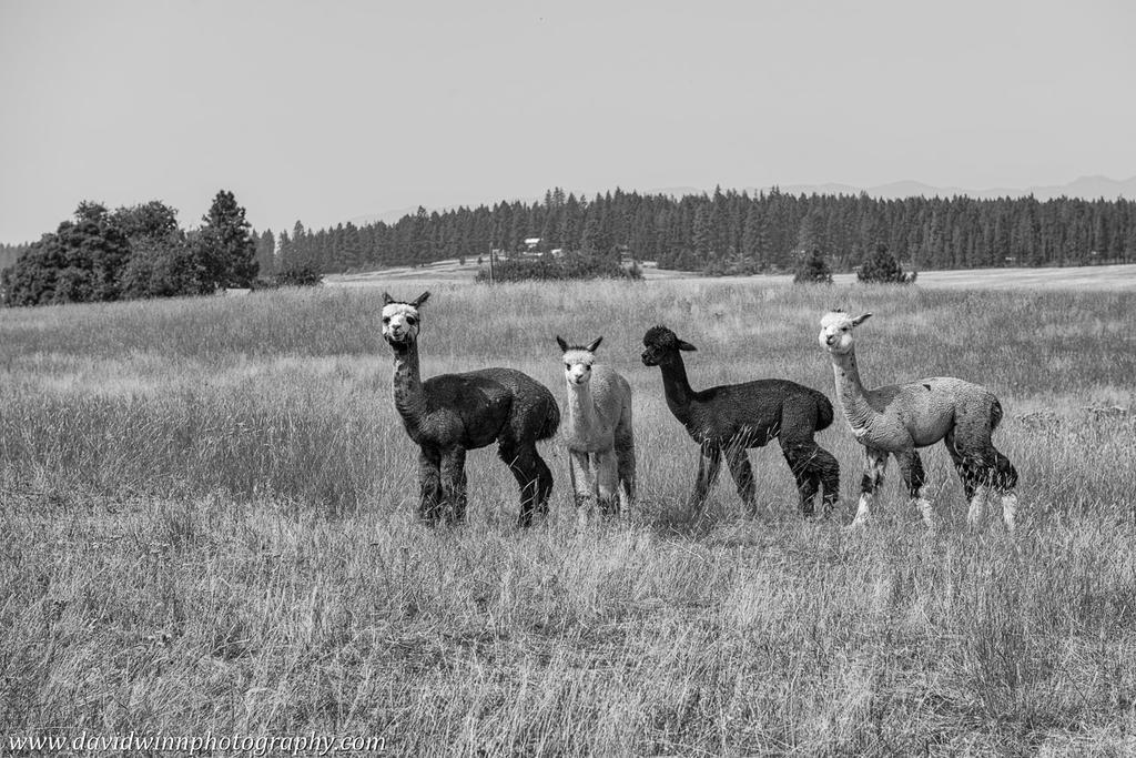 _DW14145-BW.jpg