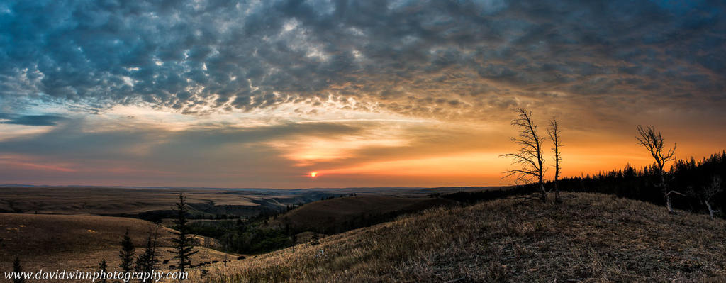 _DW16384-pan-VShrpD-ps.jpg
