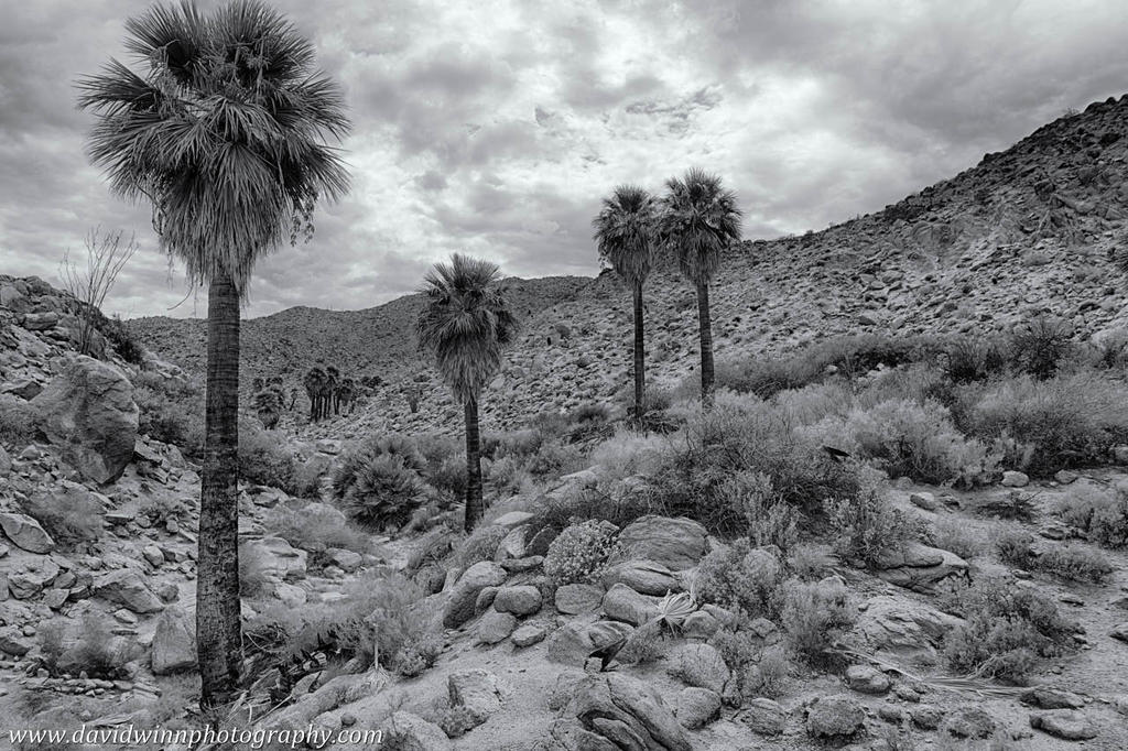 _DW16763_HDR-BW-ShrpDis.jpg