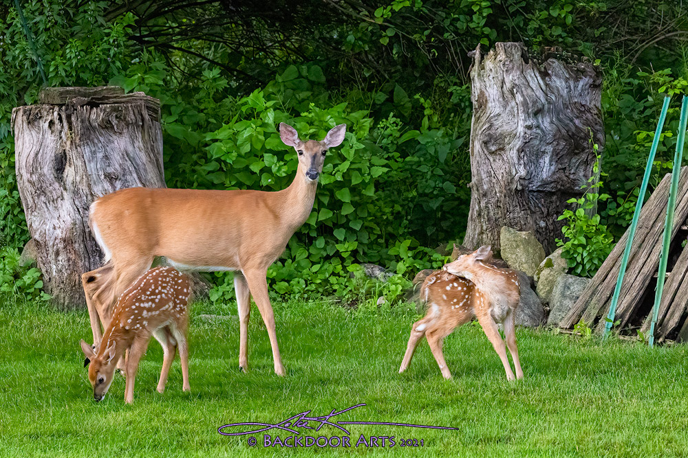 _I0A1226-Edit-copy.jpg