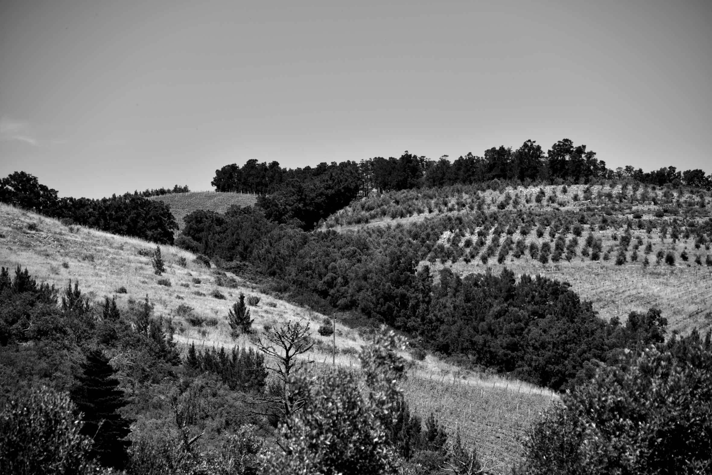 _IM83939_1.JPG