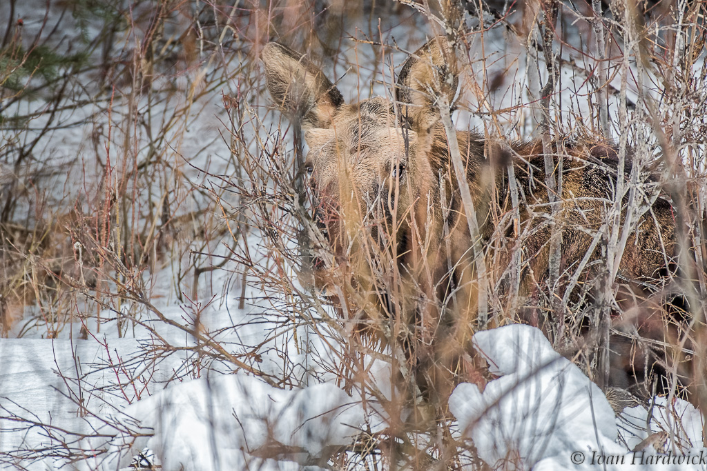 _IVA0297_DxO.jpg