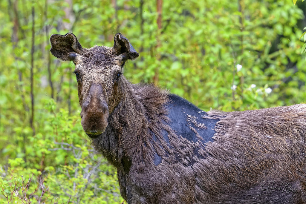 _IVA8779_DxO-1.jpg
