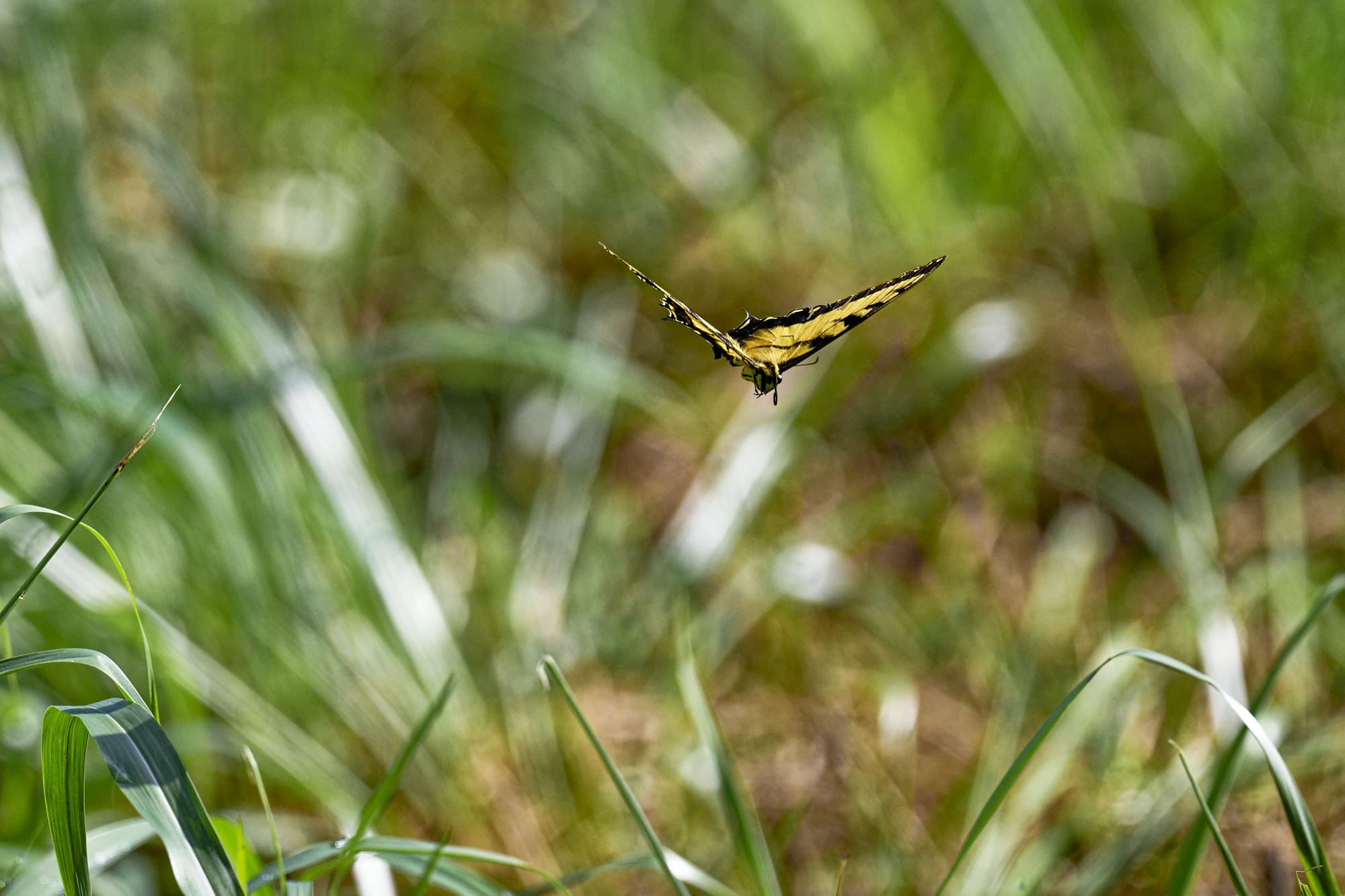 _NZ81100_DxO.jpg