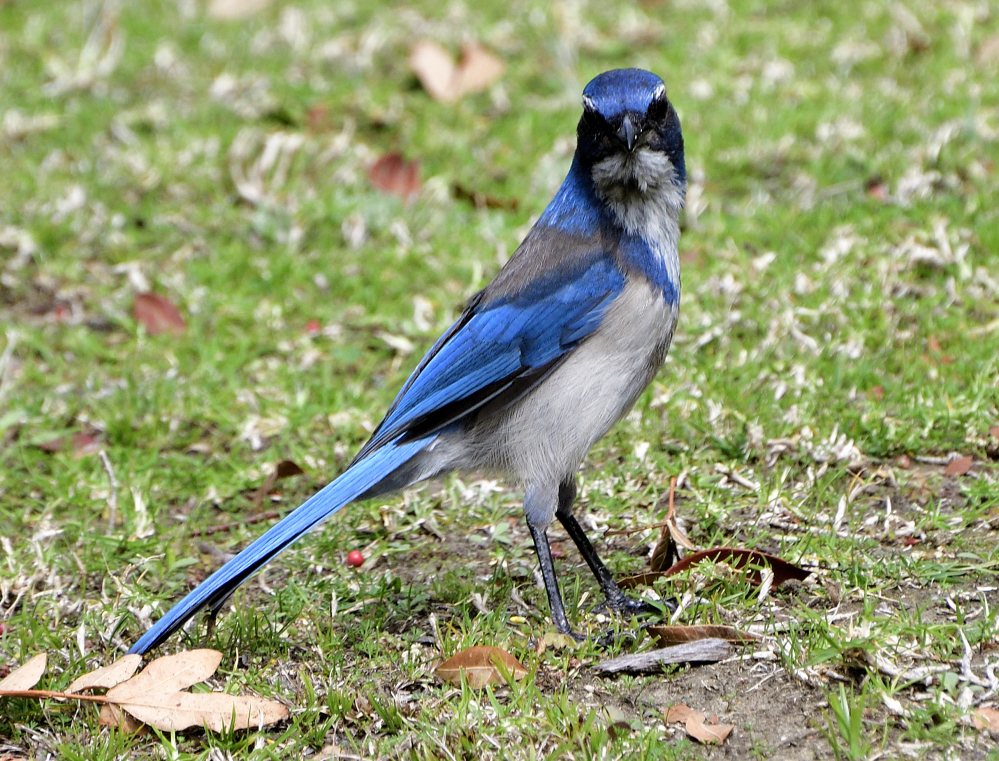 _ROY0018.JPG