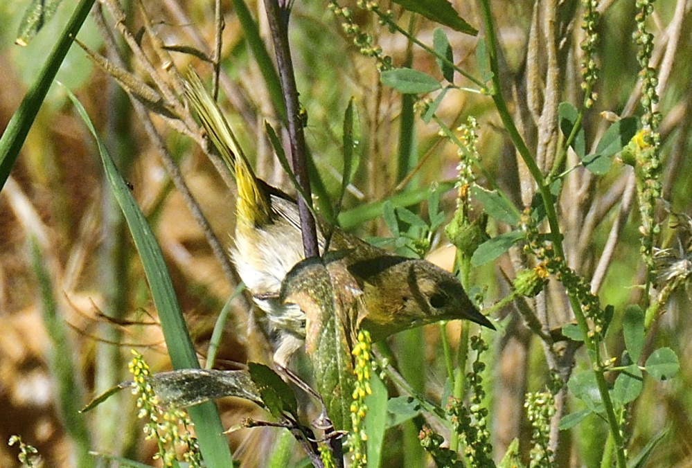 _ROY0180_00001_01.jpg
