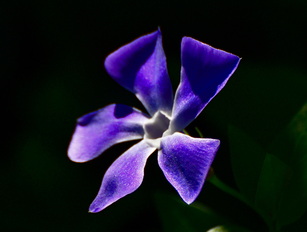 _ROY0192.jpg