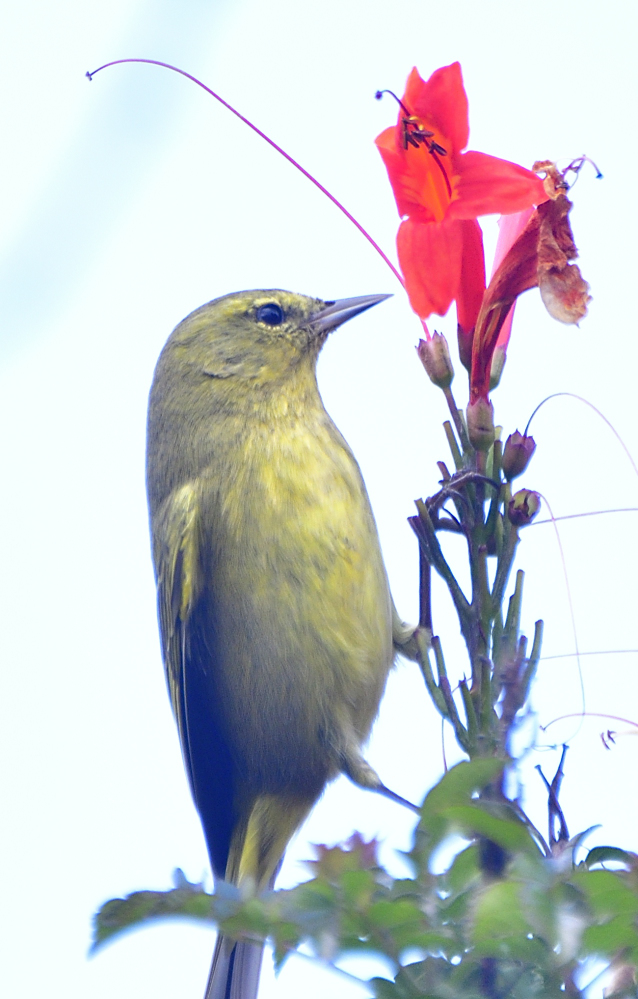 _ROY0263.jpg