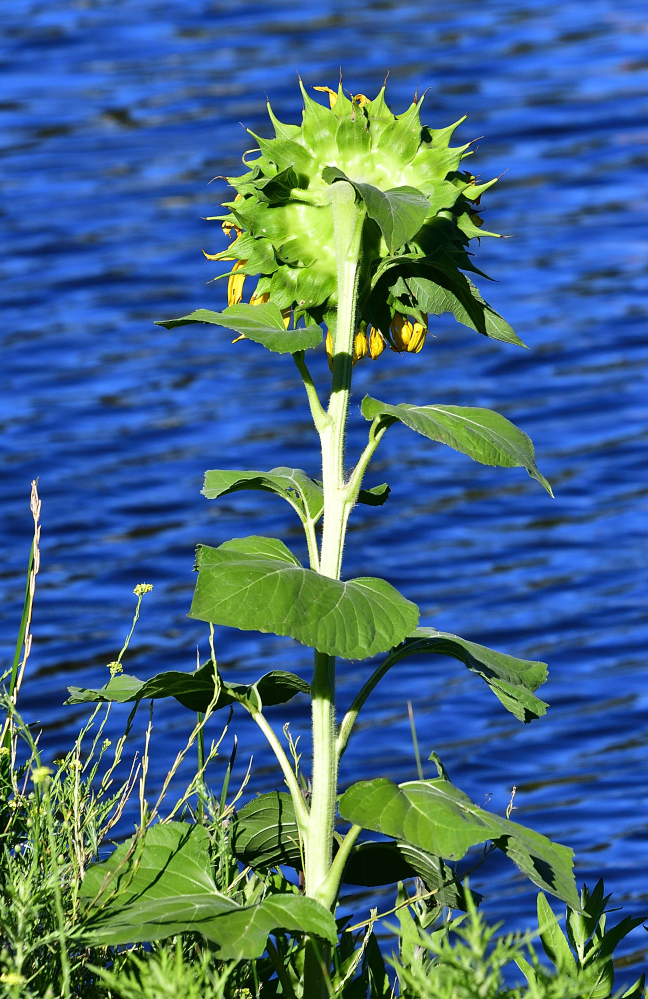 _ROY0356_00001.jpg