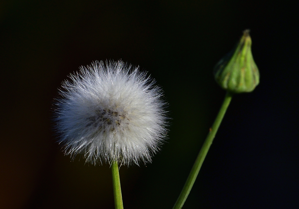 _ROY0364_00001_01.jpg