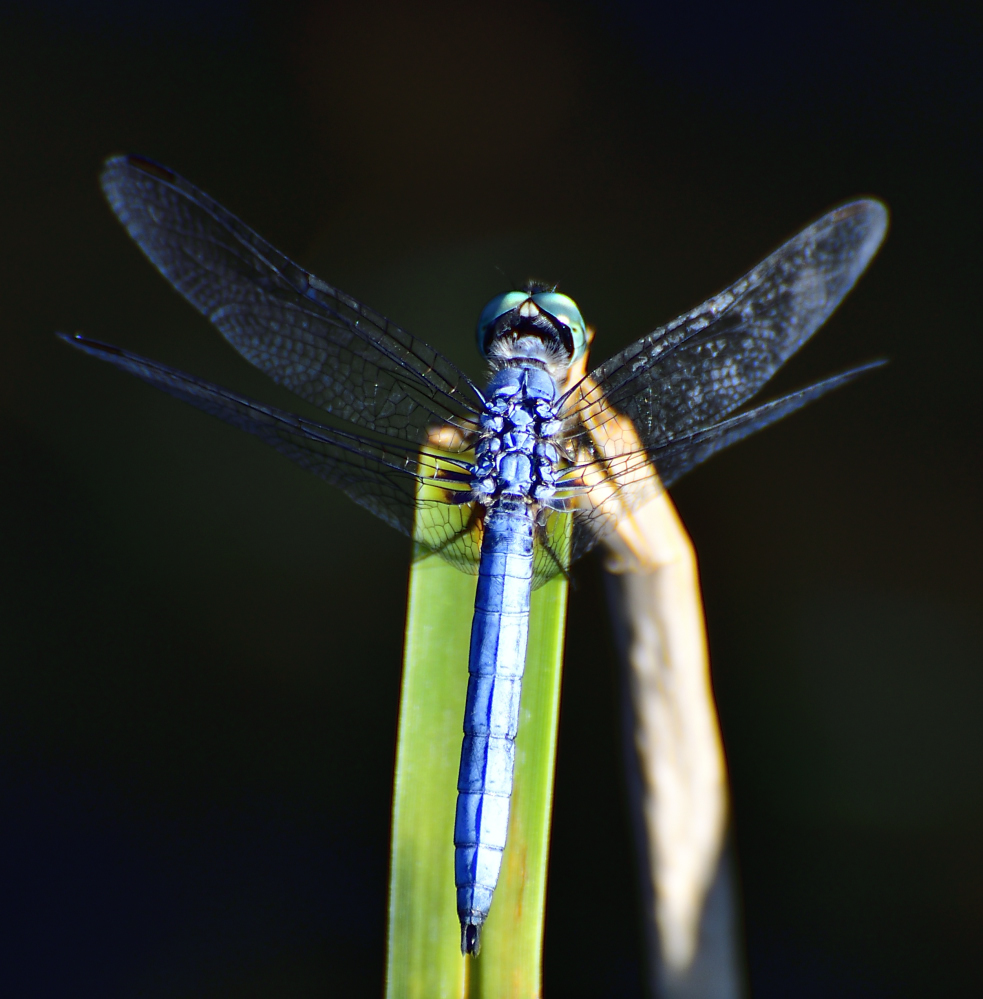 _ROY0385_00001.jpg