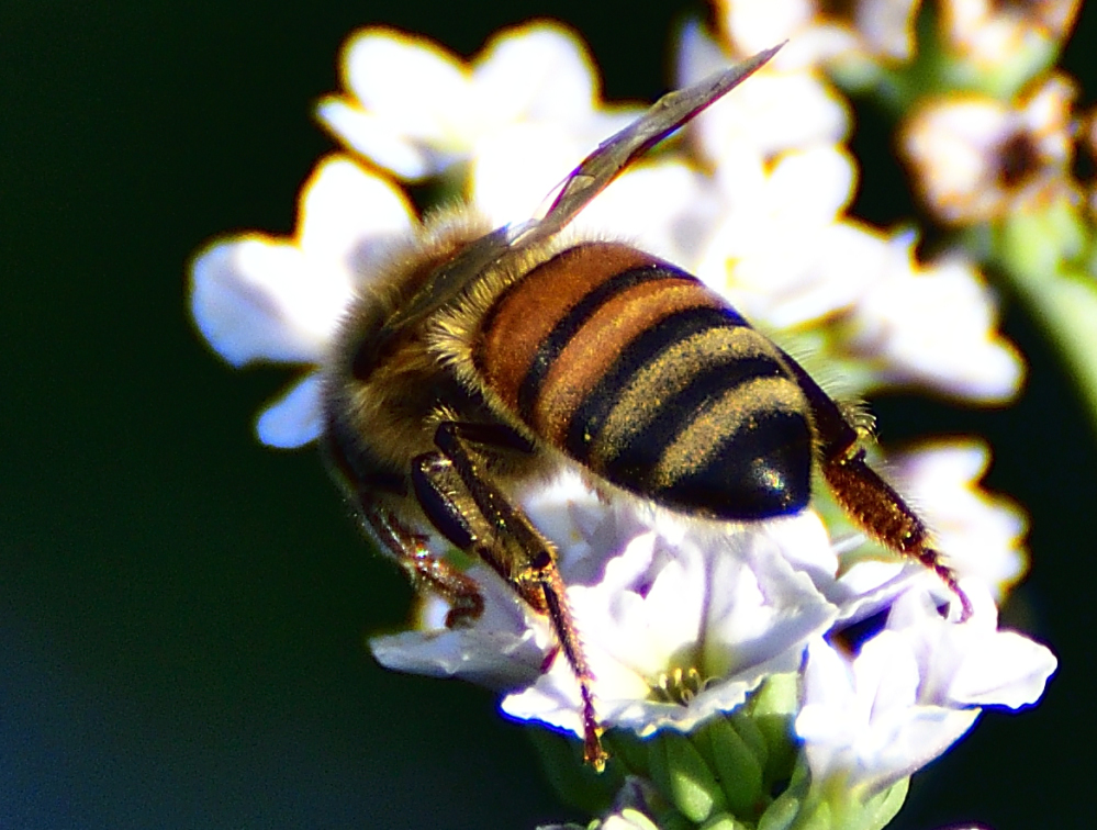 _ROY0393_00001.jpg